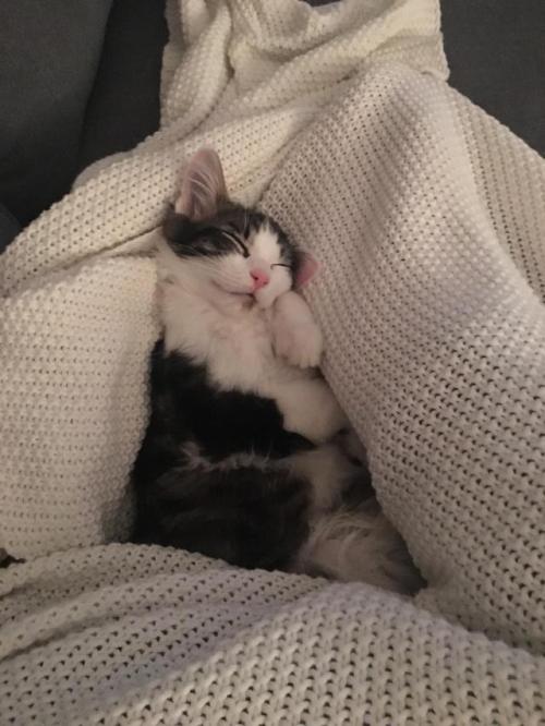 awwww-cute:  The gf asked if I thought Ozzy could make it to “the reddit” (Source: https://ift.tt/2KQP5VI)