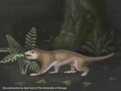 dendroica:  New proto-mammal fossil sheds