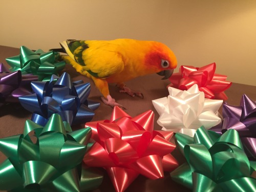 pepperandpals:Here’s a photoset of Mango being confused by bows