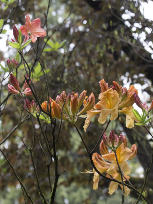 rhododendron