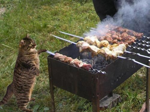 uncle-beanbag: Khajiit has kebabs if you have coin