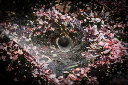 tollbridger:  I found an interesting funneled spider web and thought it was empty at first. But the home owner was currently there. I think the pictures turned out pretty cool. 