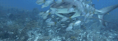 gentlesharks:A Caribbean reef shark that survived a fishing accident is swarmed by a group of tropic