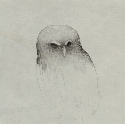 littleworries:  A serious owl on serious