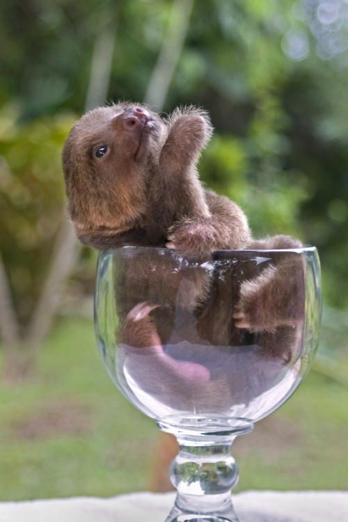 theydieholdinghands: these are my favorite pictures of baby sloths ok