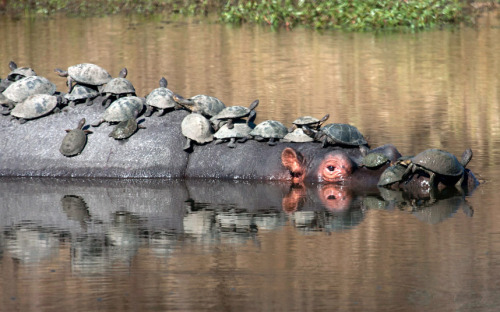 animals-riding-animals: turtles riding hippo