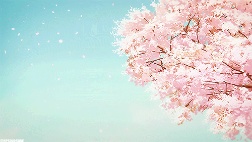 Sakuras kawai and cherry blossoms gif anime 1003134 on animeshercom