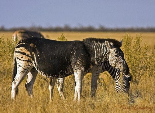 why-animals-do-the-thing: fyanimaldiversity: Mutations in Plains Zebra (Equus quagga) Nicknamed Marb