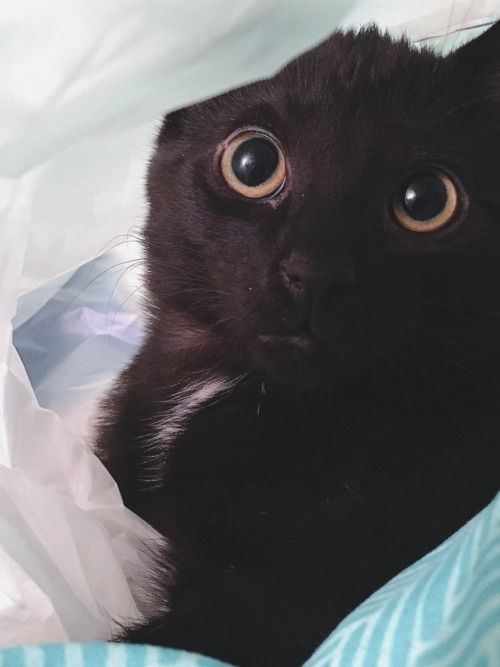 My kitty Maverick has the biggest and most precious eyes!!! Also he likes sitting in bags >_>