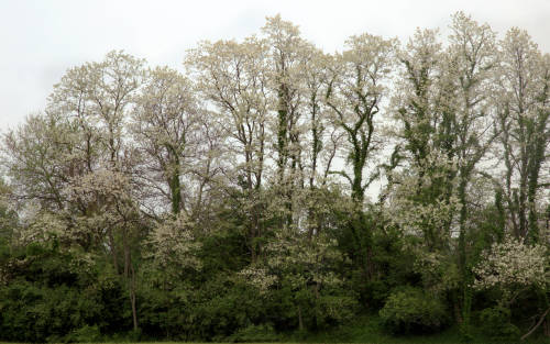 This is the year of the Black Locust blooms; they are dripping from the trees and oh, so very fragra