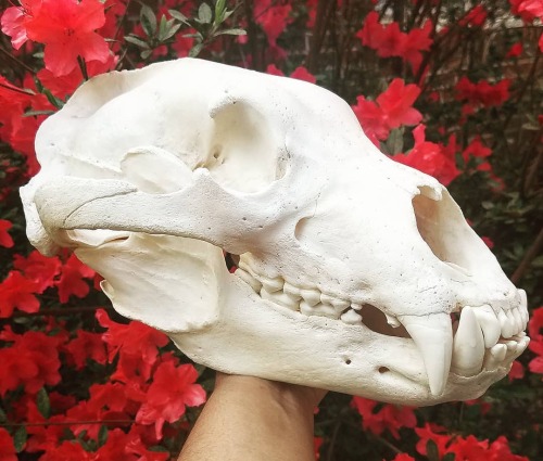 blackbackedjackal:Finally got some pictures of the BEAST. Largest predator skull in my collection, a