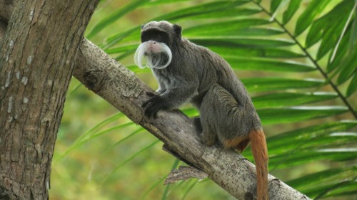 Monkey - Guadeloupe (zoo) 2015