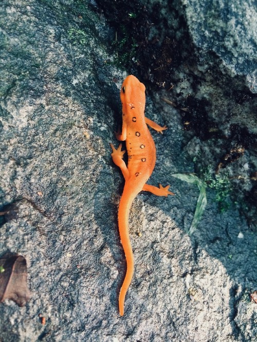 highways-are-liminal-spaces:Red Eft and American Toad, found along the Appalachian Trail in Pennsylv