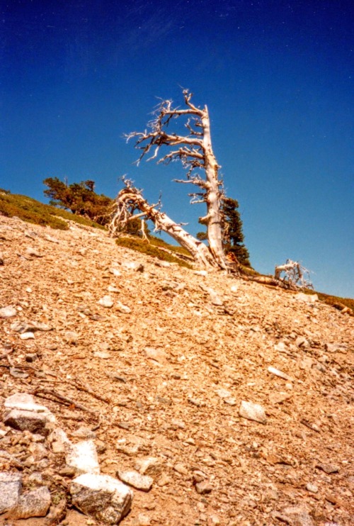 Trail to the Summit of Mt. San Antonio (Old  Baldy), Angeles National Forest, California, 1988.