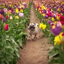 somecutething:Pug In The Tulips(via Rover Exposed)