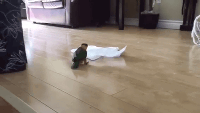 Porn Pics gifsboom:  Bird Plays With Paper Towel. [video]