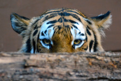 superbnature:  Siberian Tiger Peekaboo by