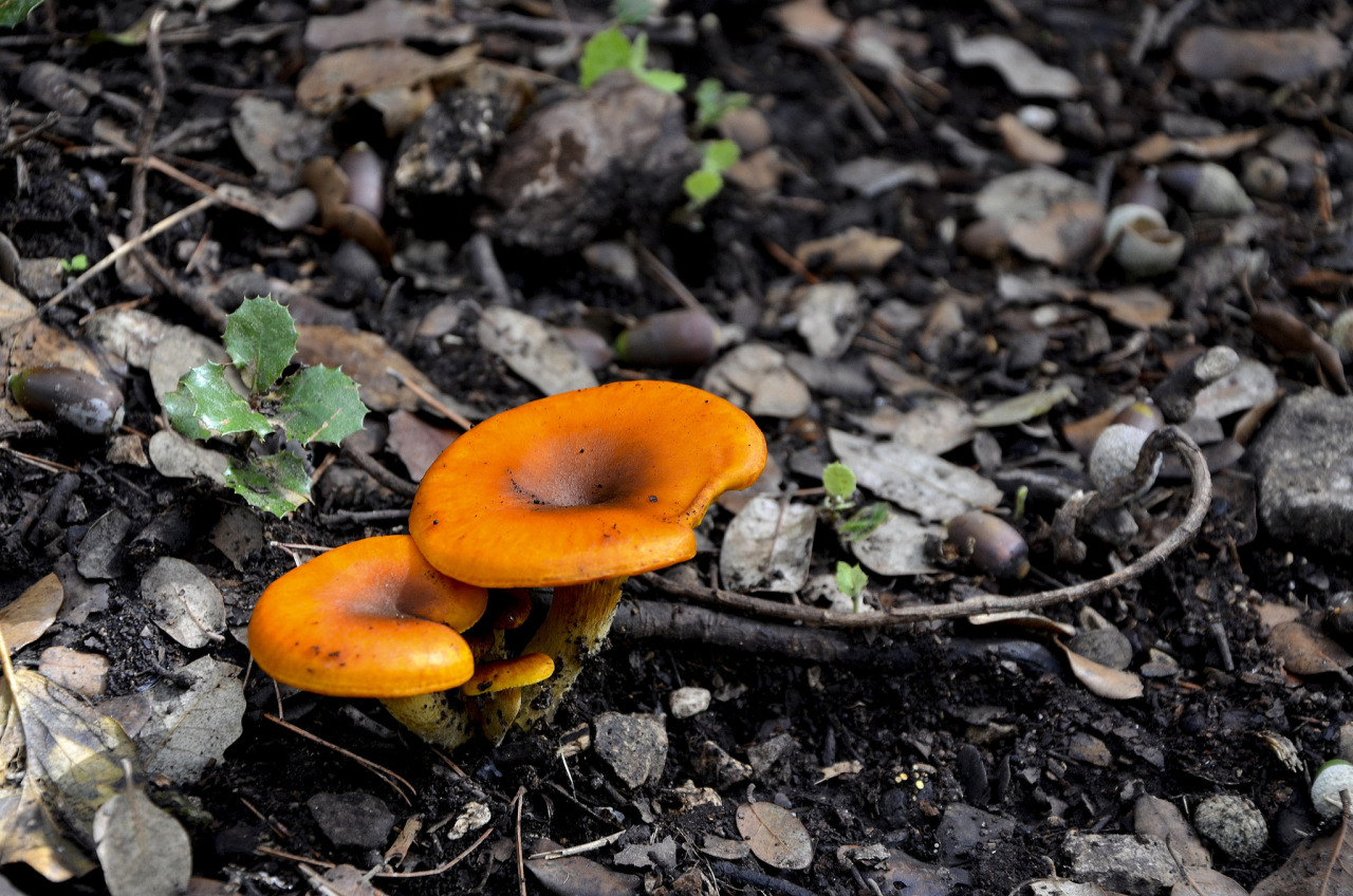 blooms-and-shrooms:   	fluorescent mushrooms by CHRISTIAN MAN    	 Via Flickr: 	