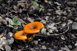 blooms-and-shrooms:   	fluorescent mushrooms by CHRISTIAN MAN    	 Via Flickr: 	 apparently it would be clitocybe olive (toxic mushrooms)  