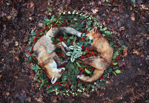 artofmaquenda: Animal Funerals A couple of photos of my Animal Funeral series throughout the years. 