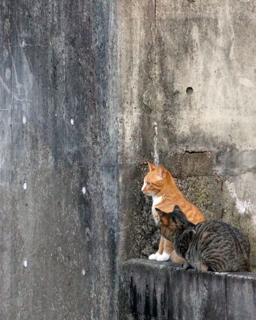y-yuhara-tailchaser:  あそこまで跳べると思う？  #fixx201201 #シッポ追い #tailchaser #猫写真 #東京猫 #外猫 #地域猫  #ねこ部 #まちねこ #ネコスタグラム #にゃんこ #nekostagram #catstagram #猫咪 #tokyocats #straycats