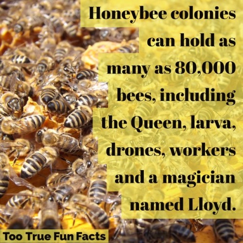 tootruefunfacts: Bee Fun Fact.