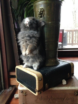 dailybunny:  Bunny Stands Up Sooo Tall! Thanks,