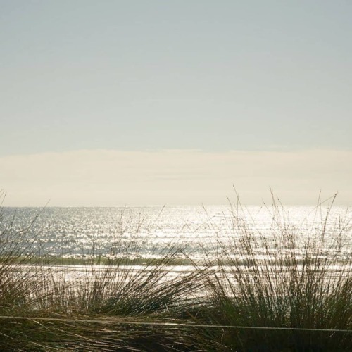 camera-raw:markroome:Papamoa beach#newzealand #papamoa #tauranga #beach #sea #ocean #grass #vacation