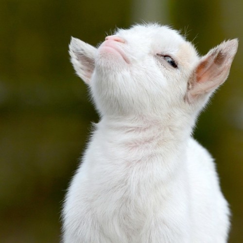 denbighshire: seeklight: babygoatsandfriends: smug little jerk Rude Goat looks “I’ll fig