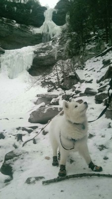 buffythesamoyed:  Looks like this waterfall