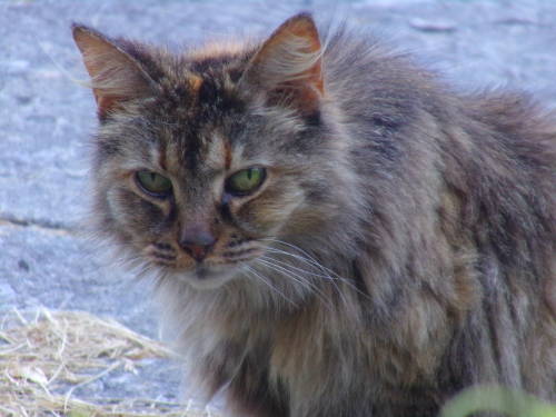 calico-dan:Say hello to Scrappy Cat! I found out her owner died so out of desperation she found hers