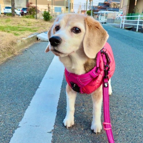 夕方の散歩#ピーチ #ビーグル #ビーグル犬 #peach #beagle #beagles #dog #dogs #beaglesofinstagram #beaglestagram #b