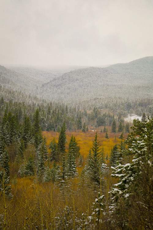 robertbogan:  Denver saw a small snow storm on Mother’s Day 2015 after weeks of rain. This small meadow is just outside Nederland, CO off a small dirt road into the mountains.  