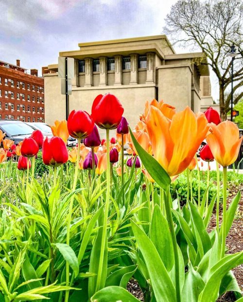 Temple in the tulips. #franklloydwright #architecture #architecturephotography #unitytemple #flwunit