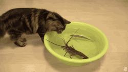 gifsboom:  Japanese spiny lobster vs Cat. [video] [10 Cats.] 