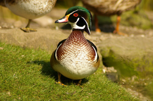 Carolina duck (Aix sponsa)