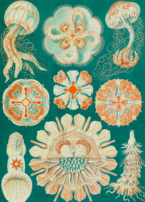 earth-2-erika:The Manchester Museum’s shop has this cool book of artwork by Ernst Haeckel.