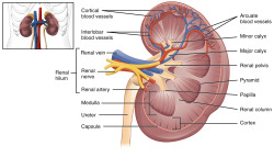 anatomyandphysiology101:   In adults, each of the kidney is about the size of a large potato, or a  large bar of soap. Just like a kidney bean, kidneys are reddish brown  and smooth on the surface. Each kidney has a little dent in on one side,  where