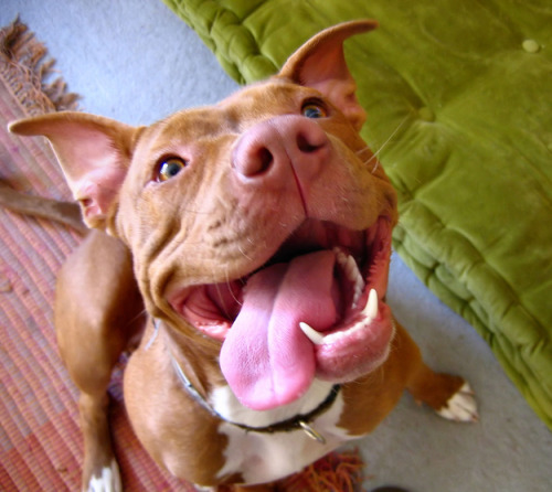 bighairedshenanigans:  buzzfeedanimals:  Pit bulls are buddies, not bullies!  I don’t want to be friends with anybody who thinks pit bulls are a mean breed. My dog is half pit bull and is the sweetest creature I’ve ever encountered. 