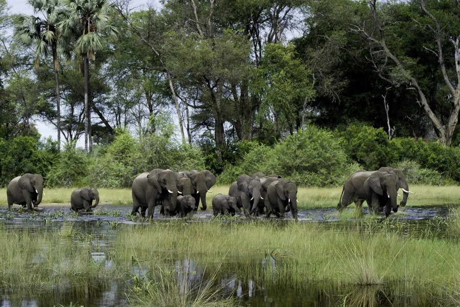 Botswana is a destination for adventure and relaxation. It is said to be one of Africa’s most desired places, Botswana holidays are bliss and serene. If you choose to go on a Botswana safari you will get to experience many amazing animals and...