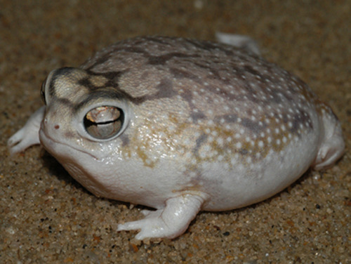 lovingexotics:Desert Rain Frog Breviceps macrops Source: Here