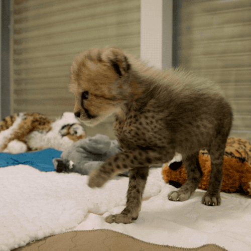 sdzoo:We’ve added 4 pounds of fuzz to our Nursery and she’s basically in charge. This little cub cam