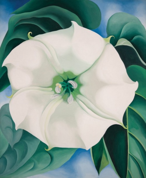 vizuart:Georgia O'Keeffe-Jimson Weed/White Flower No. 1 (1932)