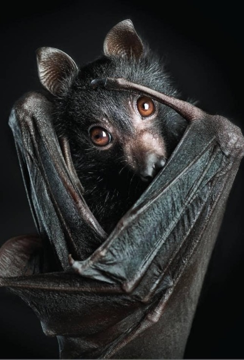 kamasitra:  ‘Juvenile black flying fox