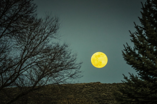 The Pink Super MoonHere is last nights Pink Super Moon. Yeah, I know the moon doesn’t look pin