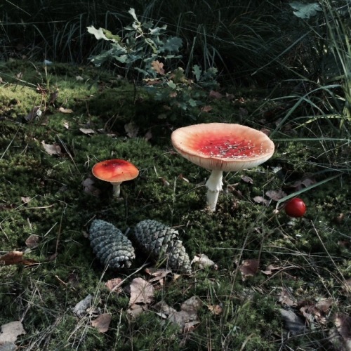 eumycota:the most amazing amanita muscaria