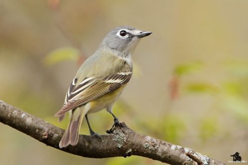 Blue-headed Vireo. When I came across this bird, I was able to get 4 quick shots before it took off.