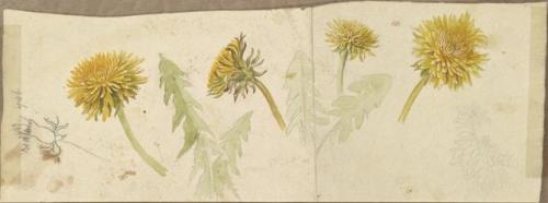 heaveninawildflower:Dandelion illustrations from ‘Wildflowers of America’ (1911) by Deborah Griscom 