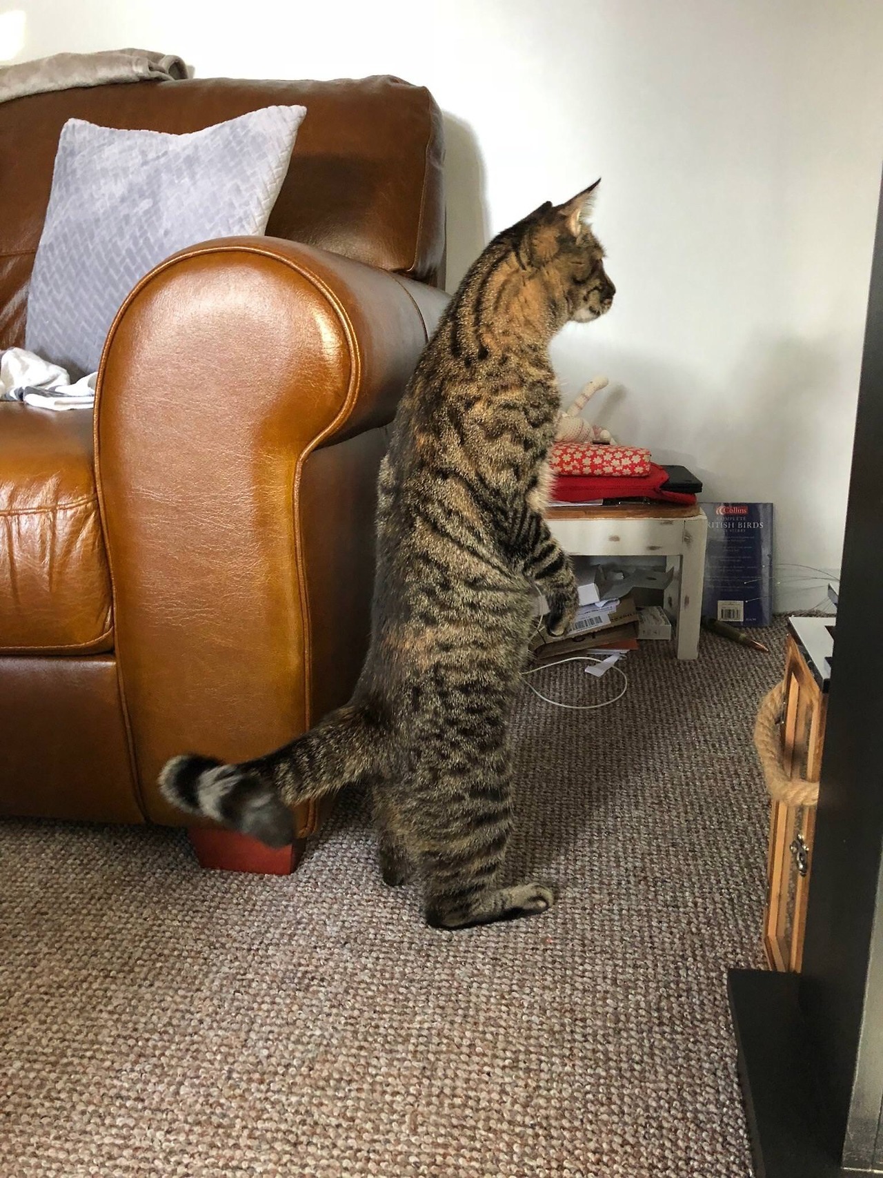 Cats Center