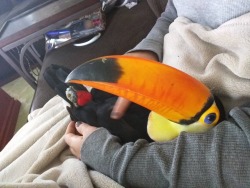 animal-factbook:  Toucans do not understand that they are not human babies and so they demands to be held like a baby. Their beaks can grow up to 13 inches and Ancient Greek warriors use Toucans as boomerangs to attack enemy soldiers.